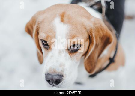 Portrait d'un beau chien Beagle dans la forêt d'hiver Banque D'Images