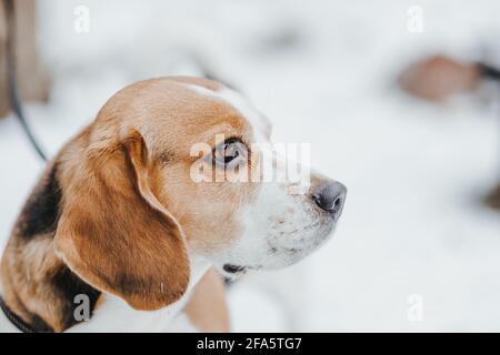 Portrait d'un beau chien Beagle dans la forêt d'hiver Banque D'Images