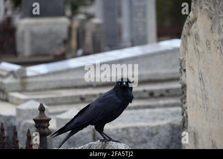 Un peu corbeau perché sur une partie d'un monument en pierre endommagé, entouré de tombes dans un cimetière Banque D'Images