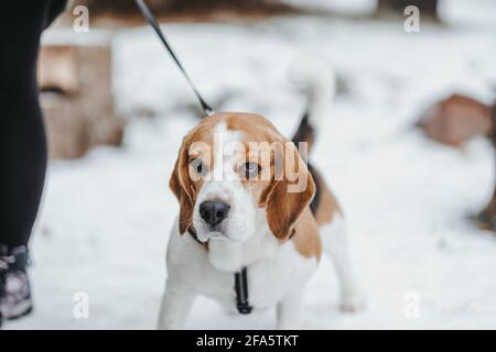 Magnifique chien Beagle marchant dans la forêt d'hiver dans le jour Banque D'Images