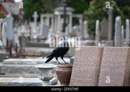 Un peu corbeau perché sur une urne, une partie d'une tombe, dans un cimetière tout en regardant au premier plan Banque D'Images