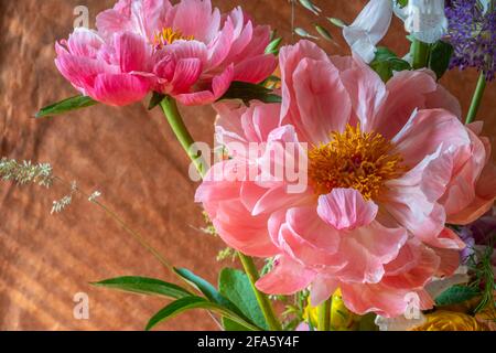 la pivoine est une plante à fleurs du genre Paeonia, le seul genre de la famille des Paeoniaceae. Banque D'Images