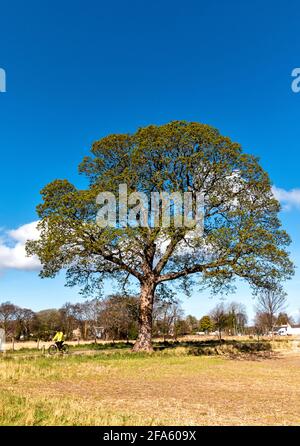 ARBRE DE SYCAMORE ACER PSEUDOPLATANUS DANS LA FEUILLE AU DÉBUT DU PRINTEMPS AVEC UN CYCLISTE PASSANT Banque D'Images