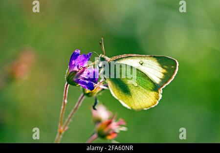 Papillons jaunes (Colias palaeno), Laponie, Suède photo: Bengt Ekman / TT / code 2706 Banque D'Images