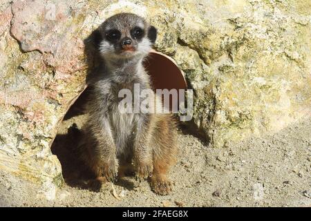 Le 1er mars, trois petits de meerkats sont nés et sont supervisés non seulement par leurs parents mais aussi par leurs frères. Le Bioparc de Rome, 17 hectares, 1000 animaux de 150 espèces, dont mammifères, reptiles, oiseaux et amphibiens dans un contexte botanique avec des centaines d'arbres. Rome (Italie), 23 avril 2021 Photographer01 Banque D'Images