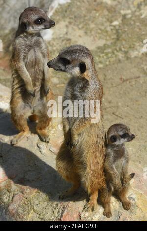 Le 1er mars, trois petits de meerkats sont nés et sont supervisés non seulement par leurs parents mais aussi par leurs frères. Le Bioparc de Rome, 17 hectares, 1000 animaux de 150 espèces, dont mammifères, reptiles, oiseaux et amphibiens dans un contexte botanique avec des centaines d'arbres. Rome (Italie), 23 avril 2021 Photographer01 Banque D'Images