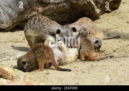 Le 1er mars, trois petits de meerkats sont nés et sont supervisés non seulement par leurs parents mais aussi par leurs frères. Le Bioparc de Rome, 17 hectares, 1000 animaux de 150 espèces, dont mammifères, reptiles, oiseaux et amphibiens dans un contexte botanique avec des centaines d'arbres. Rome (Italie), 23 avril 2021 Photographer01 Banque D'Images