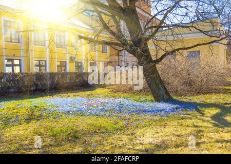 Printemps les premières fleurs primrosiers de bleu violet blanc couvrent densément le bord vieux chêne du siècle dans le jardin botanique éclairé par le soleil. Banque D'Images