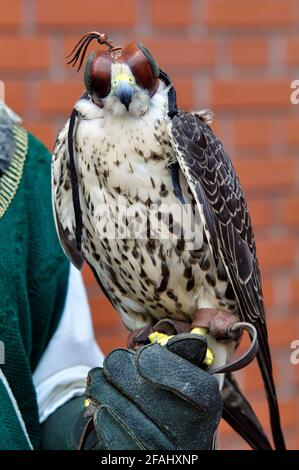 Italie, Lombardie, Rappelant historique, Falcon portant un capot sur sa tête Banque D'Images