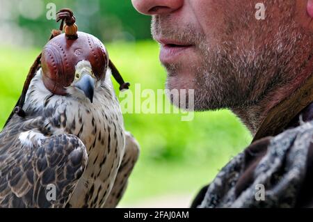 Italie, Lombardie, Rappelant historique, Falconer et Falcon portant un capot sur sa tête Banque D'Images