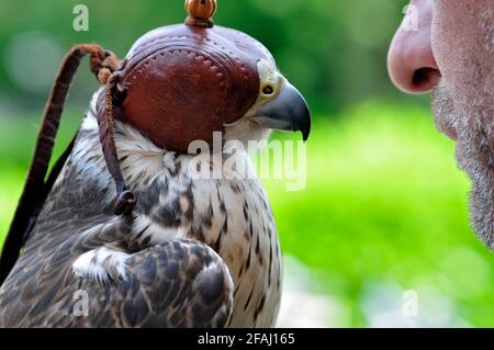 Italie, Lombardie, Rappelant historique, Falconer et Falcon portant un capot sur sa tête Banque D'Images