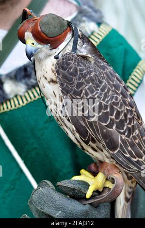 Italie, Lombardie, Rappelant historique, Falconer et Falcon portant un capot sur sa tête Banque D'Images