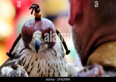 Italie, Lombardie, Rappelant historique, Falconer et Falcon Banque D'Images