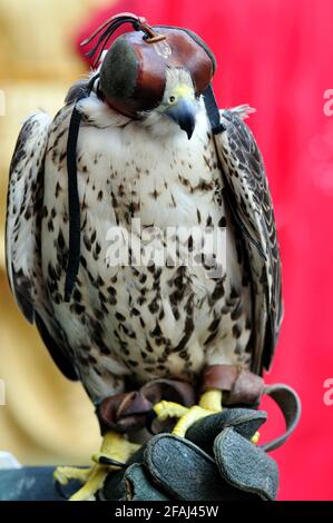 Italie, Lombardie, Rappelant historique, Falcon portant un capot sur sa tête Banque D'Images