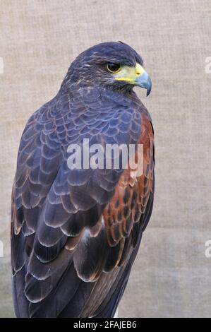 Harris Hawk, Parabuteo Unicinctus en captivité Banque D'Images