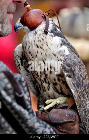 Italie, Lombardie, Rappelant historique, Falconer et Falcon Banque D'Images