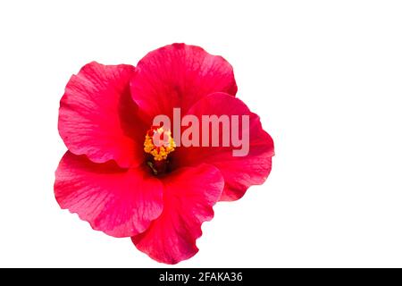 Macro de la fleur rose de Chine (hibiscus chinois, Hibiscus rosa-sinensis , hibiscus hawaïen , fleur de chaussure ) à la lumière naturelle Banque D'Images