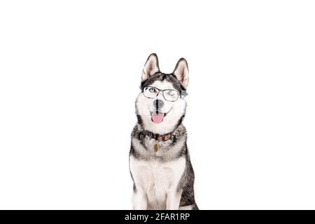 Concept Smart Dog. Portrait d'un jeune beau Husky drôle, assis avec la langue, portant des lunettes, arrière-plan blanc isolé. Visage souriant de dom Banque D'Images