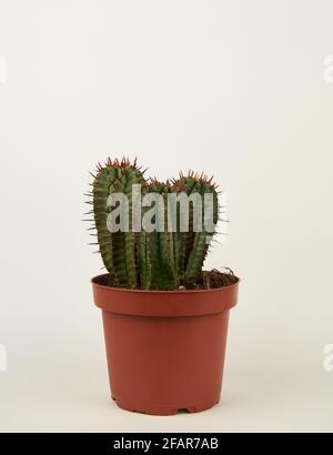 euphorbia horrida dans pot avec fond blanc Banque D'Images