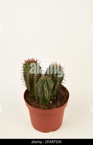 euphorbia horrida dans pot avec fond blanc, vue de dessus Banque D'Images