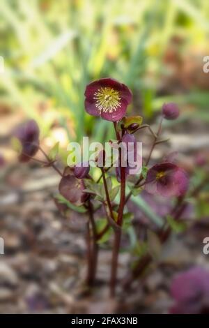 Helleborus (Rodney Davey Marbled Group) Ruby de Reanna, Lenten rose 'Rubis de Reanna', hellebore 'Rubis de Reanna', portrait naturel de plante Banque D'Images