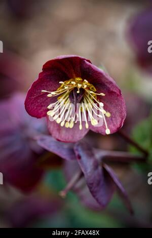 Helleborus (Rodney Davey Marbled Group) Ruby de Reanna, Lenten rose 'Rubis de Reanna', hellebore 'Rubis de Reanna', portrait naturel de plante Banque D'Images