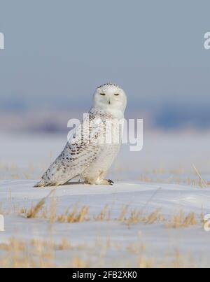 Hibou des neiges (Bubo scandiacus) Homme dans les Prairies canadiennes Saskatchewan Canada Banque D'Images