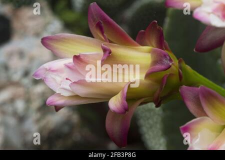 Macro Schlumbergera, cactus de Noël Banque D'Images