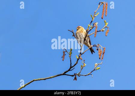 Redpoll (Acanthis flammea) perché dans un arbre Banque D'Images