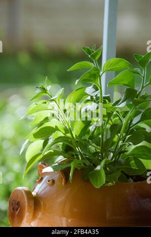 Le Bush pétunia vert dans un pot en forme de cochon au soleil Banque D'Images