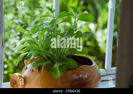 Le Bush pétunia vert dans un pot en forme de cochon au soleil Banque D'Images