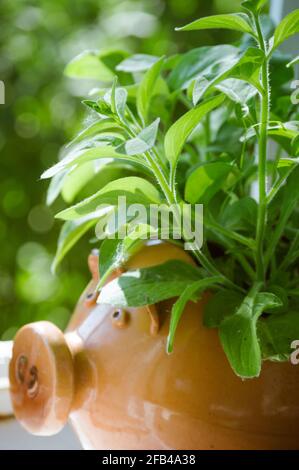 Le Bush pétunia vert dans un pot en forme de cochon au soleil Banque D'Images