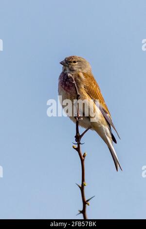 Linnet (Linaria cannabina) perché sur une branche Banque D'Images