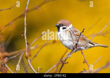Moineau d'arbre (Passer montanus) perchée dans un bush avec fond de fleur jaune Banque D'Images