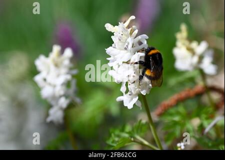 Gros plan d'une abeille sur une fleur blanche Banque D'Images