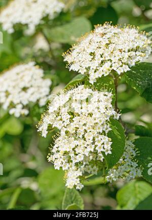 Boule de neige laineux, Viburnum lantana, fleurit en gros plan Banque D'Images