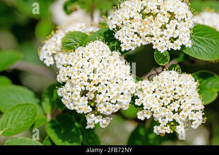 Boule de neige laineux, Viburnum lantana, fleurit en gros plan Banque D'Images