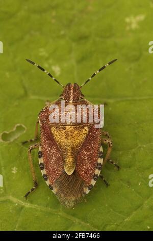 Gros plan d'un insecte d'une tache, Dolycoris baccarum, sur une feuille verte Banque D'Images