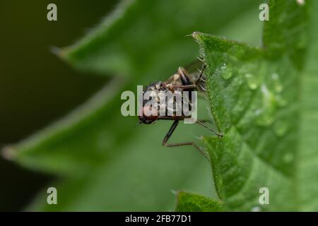 Mouche de racine de chou perchée sur une feuille verte humide Banque D'Images