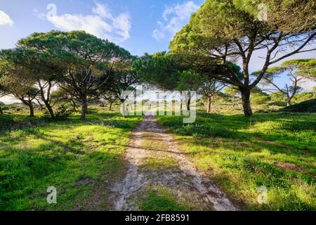 Forêt nationale de Medos, une réserve botanique. Almada, Portugal Banque D'Images