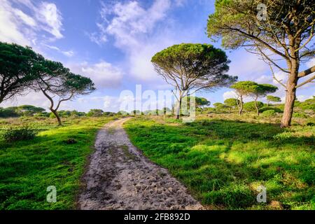 Forêt nationale de Medos, une réserve botanique. Almada, Portugal Banque D'Images