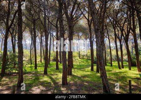 Forêt nationale de Medos, une réserve botanique. Almada, Portugal Banque D'Images