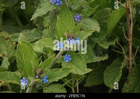 Alcanet vert, Pentaglottis sempervirens, au printemps, Cambridgeshire Banque D'Images