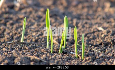 Jeunes pousses d'orge de germination croissant dans le sol dans le domaine de l'agriculture Banque D'Images