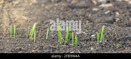 Jeunes pousses d'orge qui poussent dans le sol dans le domaine de l'agriculture. Banque D'Images