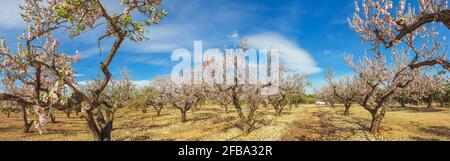 Panorama des arbres d'Almond qui fleuissent dans le verger contre le printemps bleu Ciel en Espagne Banque D'Images