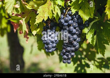 De grandes grappes de raisins rouges pendent d'une vieille vigne dans la lumière chaude de l'après-midi. Vignoble dans la région des Marches, Italie. Récolte d'automne. Banque D'Images