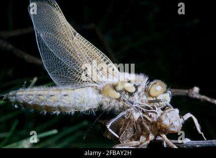 Libellule, damselfly dans la nature, 1994 partie III Banque D'Images