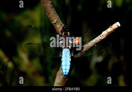 Libellule, damselfly dans la nature, 1994 partie III Banque D'Images