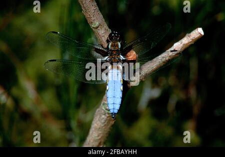 Libellule, damselfly dans la nature, 1994 partie III Banque D'Images